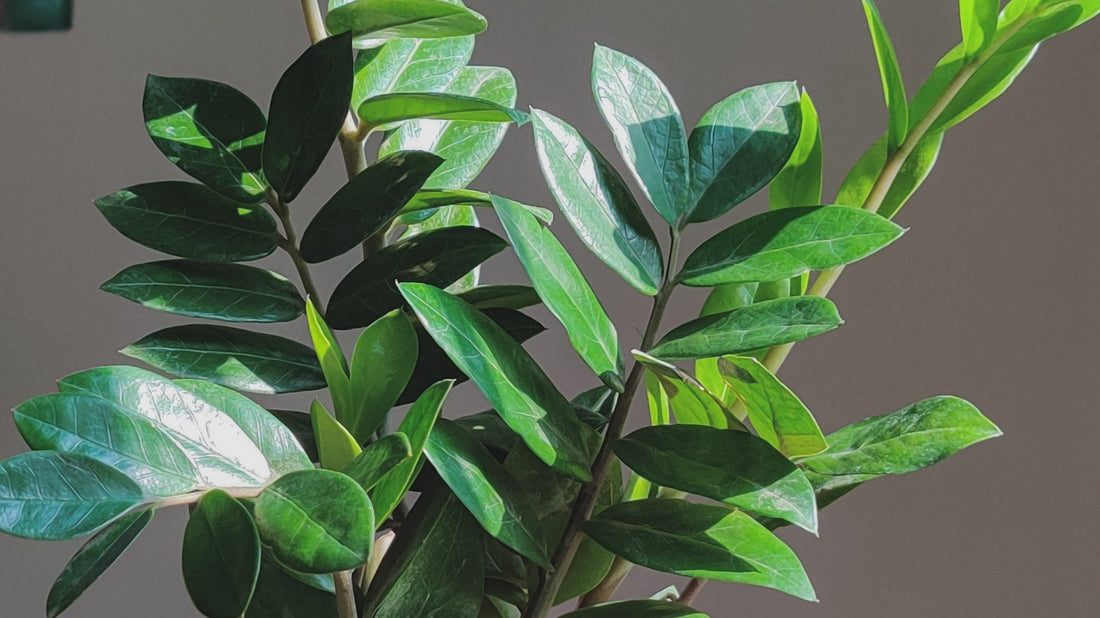 4 REASONS WHY YOUR ZZ PLANT ISN’T GROWING