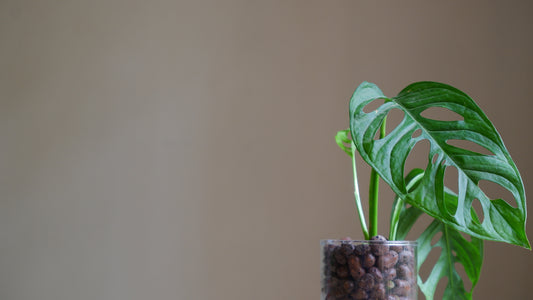 Prakrti Garden Boutique blog on Fertilizing Houseplants growing in Leca Clay Balls