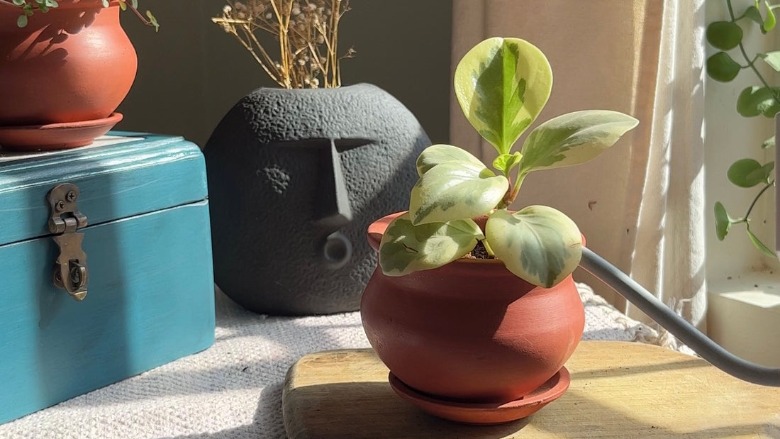 Tips on How to water indoor plants
