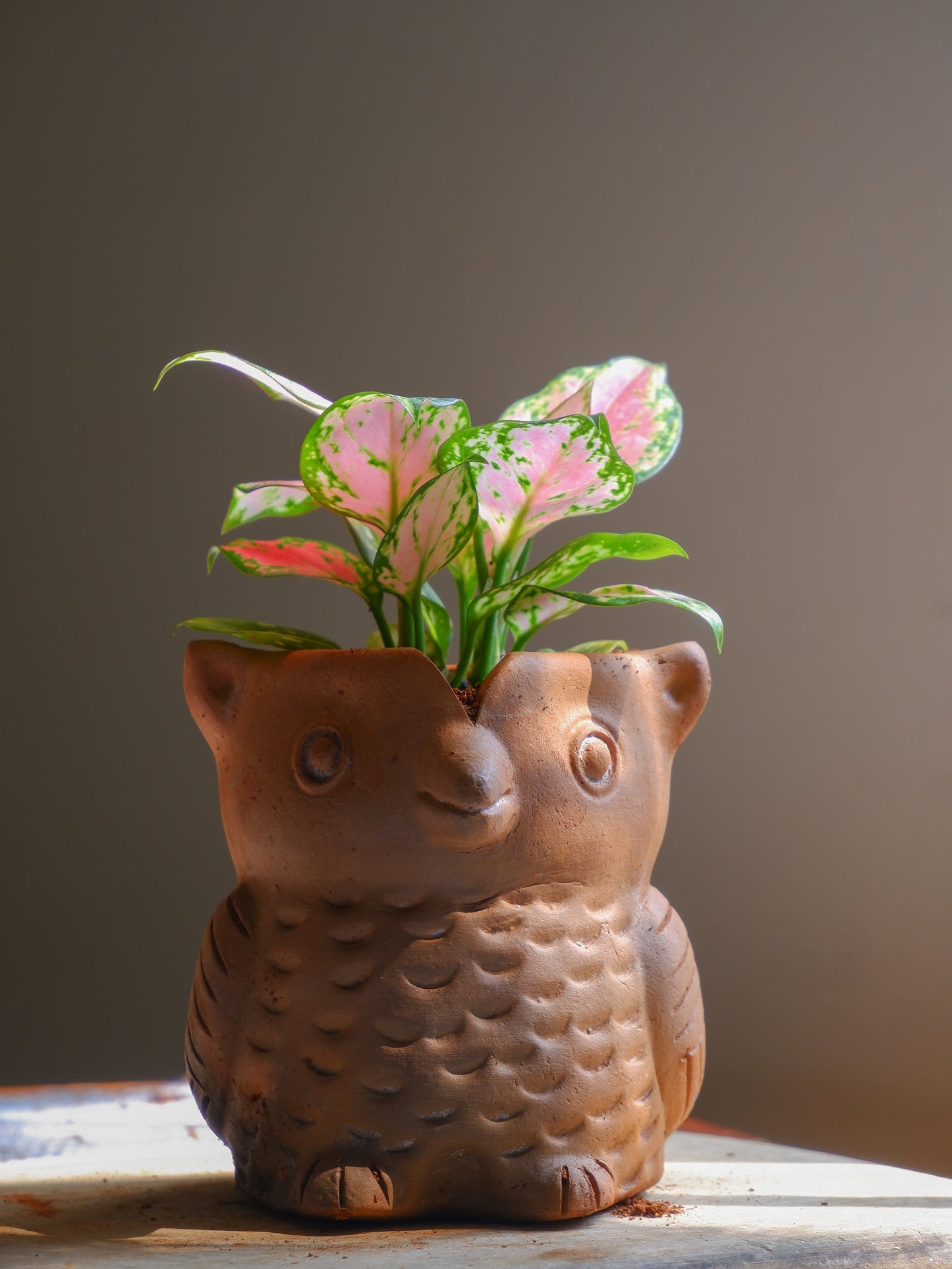Hedwig Terracotta Planter- Seconds Sale