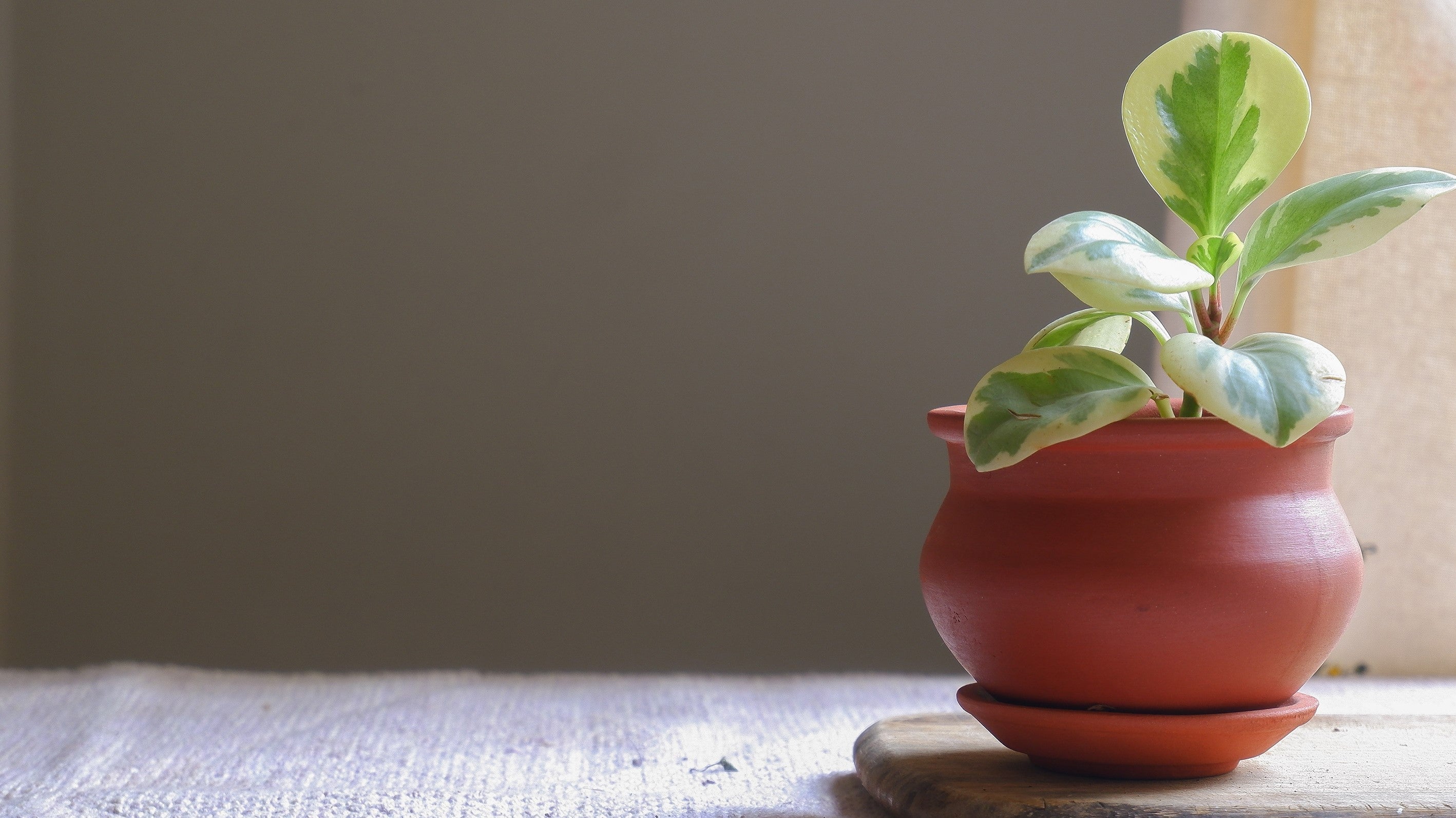 Prakrti Garden Boutique is an online plant store selling terracotta pots for indoor plants.