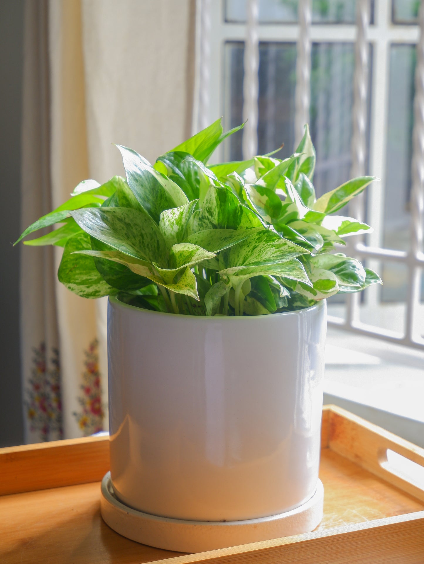 Vanilla 6" Almond Ceramic Planter