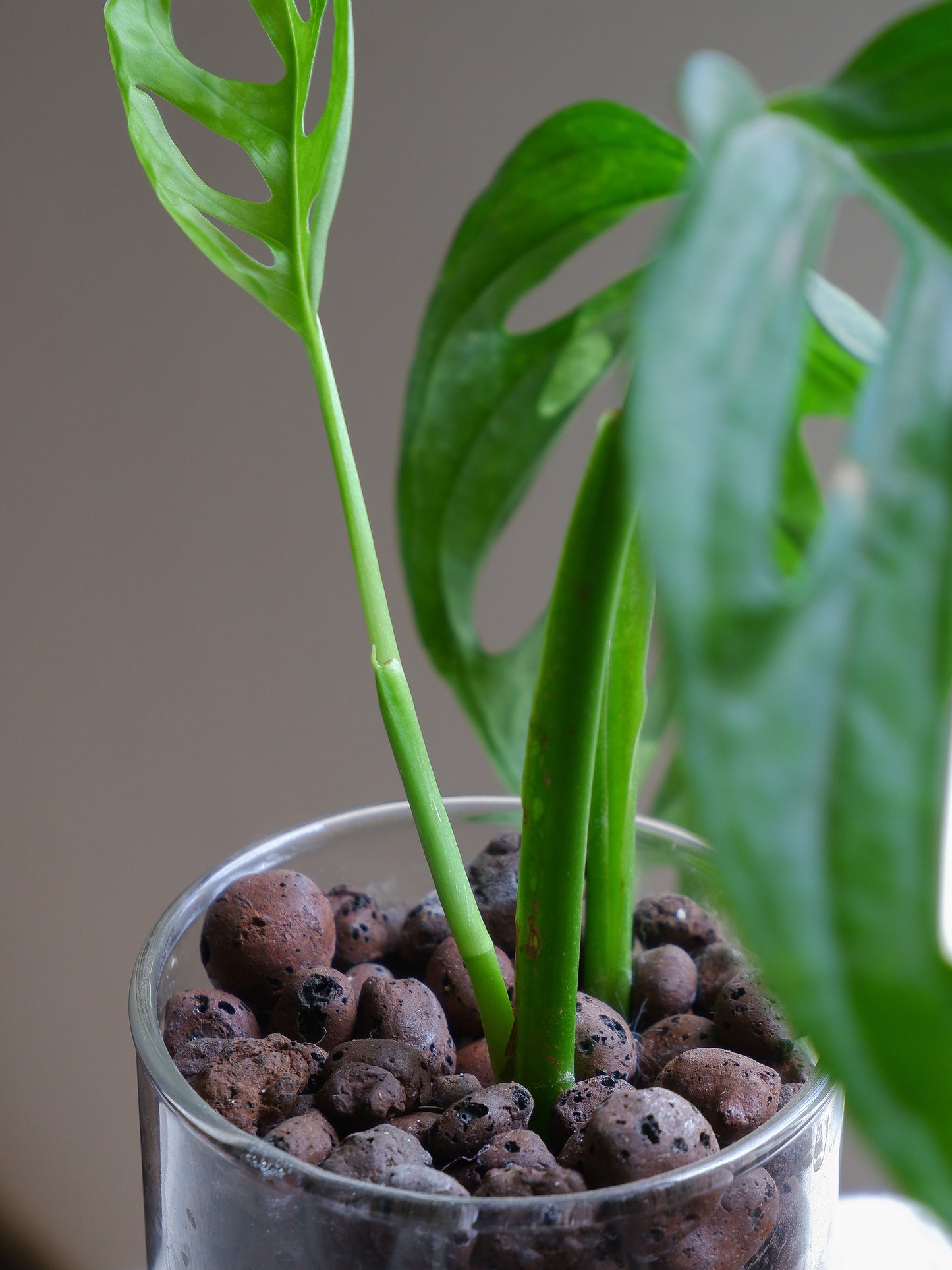 Leca Clay Balls