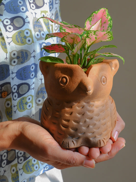Hedwig Terracotta Planter- Seconds Sale