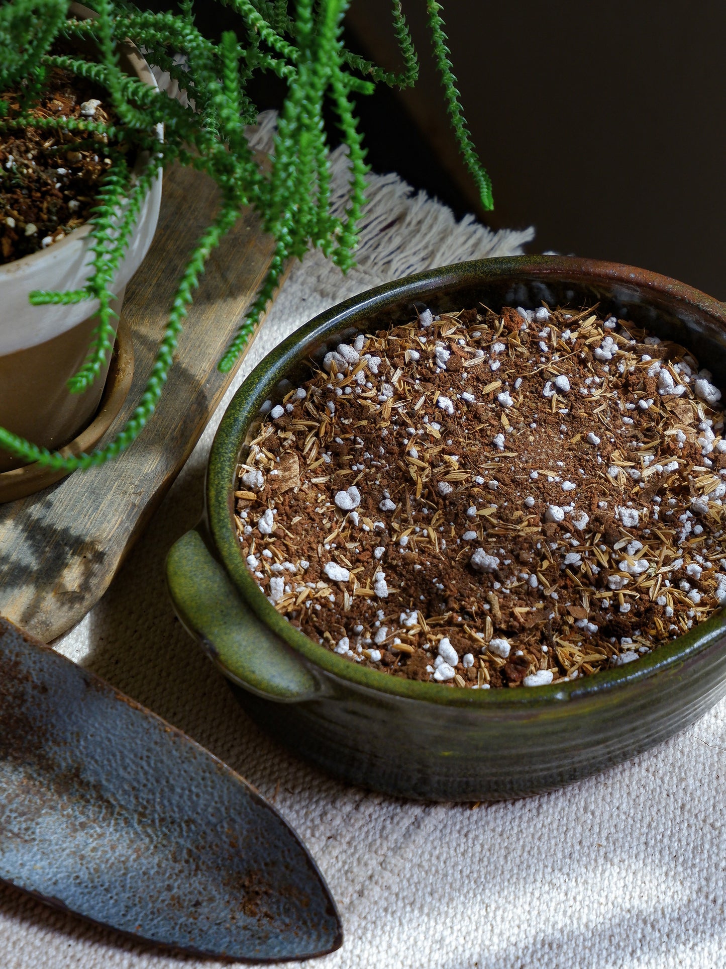 Shop online our best succulent, Cactus Soil Mix for your cactus and succulents delivered all India.