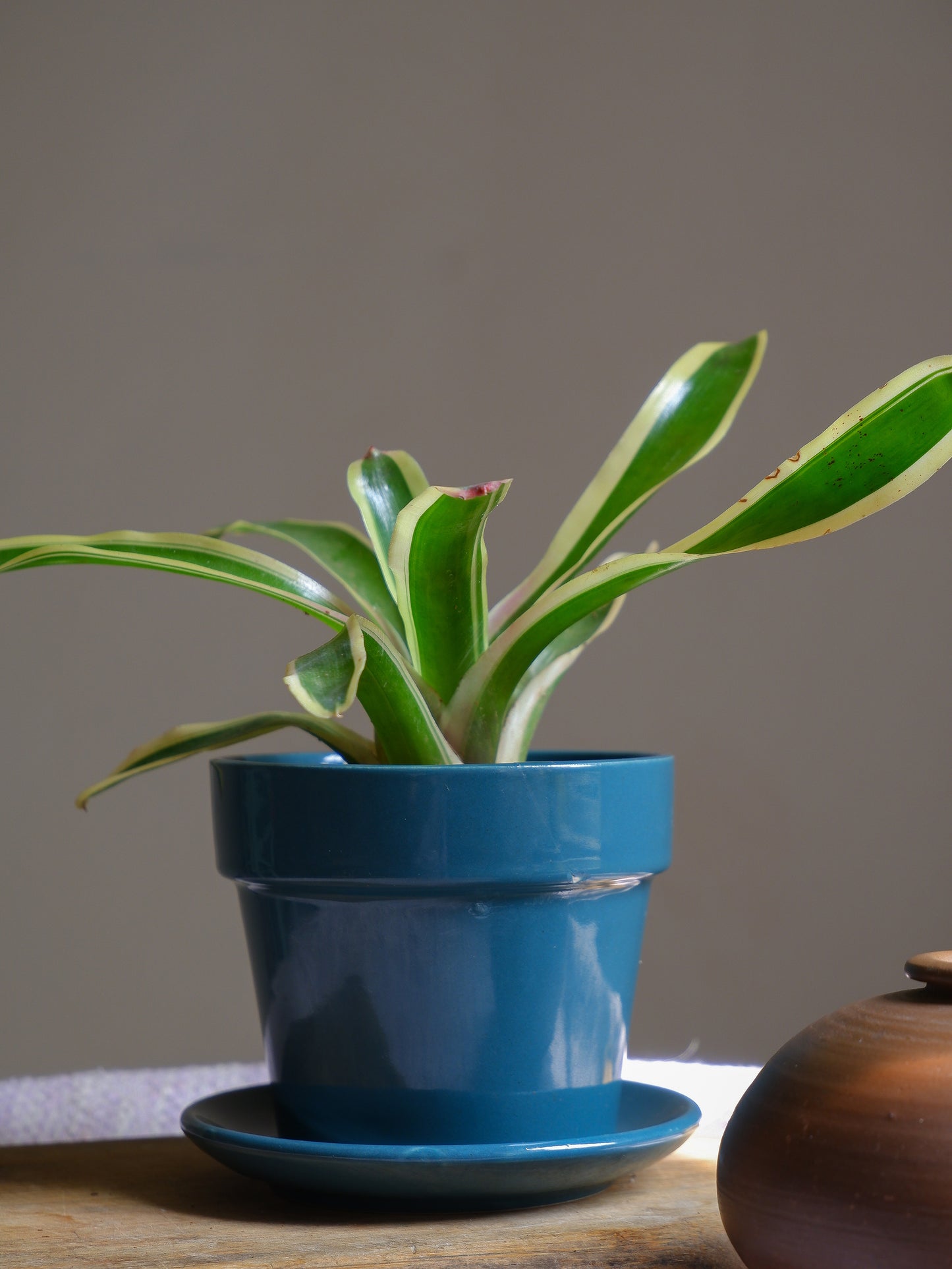 Pine 4.5" Iris Ceramic Planter