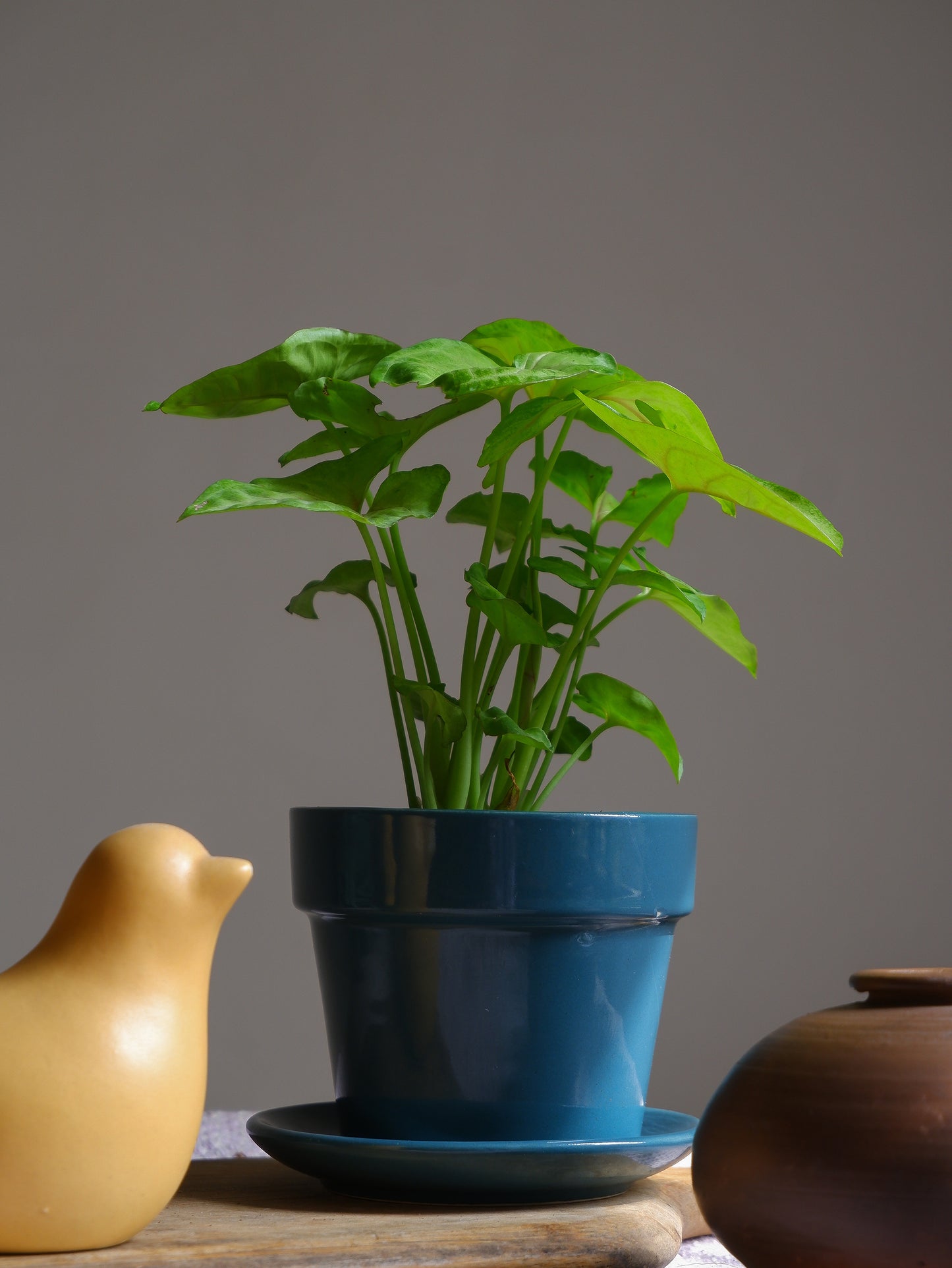 Pine 4.5" Iris Ceramic Planter