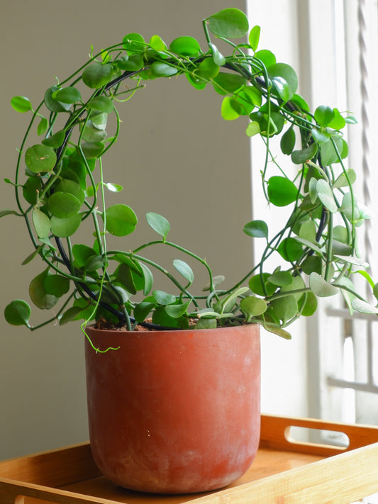 Almond Terracotta Planter 6"- set of 2