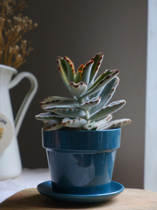 Pine 4.5" Iris Ceramic Planter
