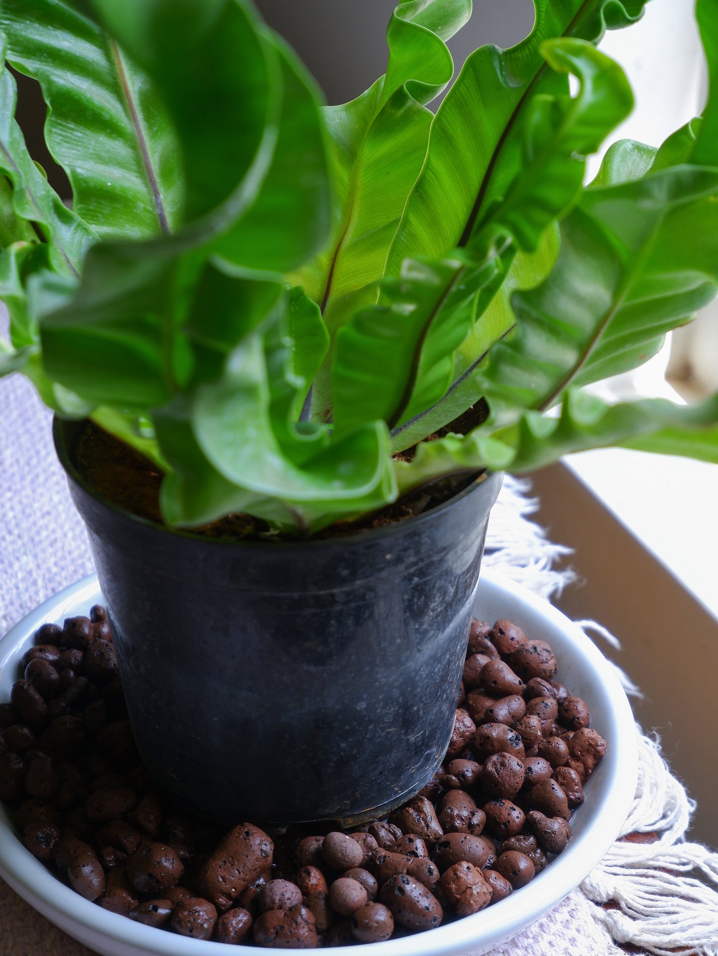 Leca Clay Balls