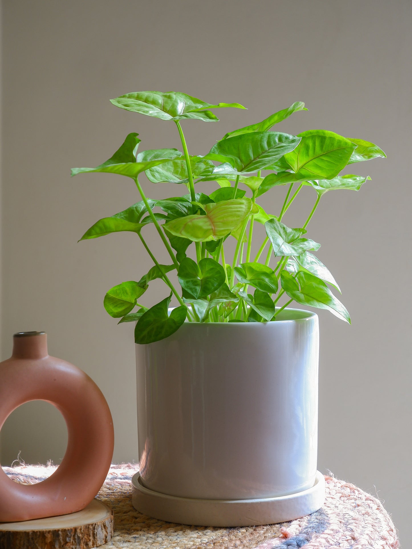 Vanilla 6" Almond Ceramic Planter