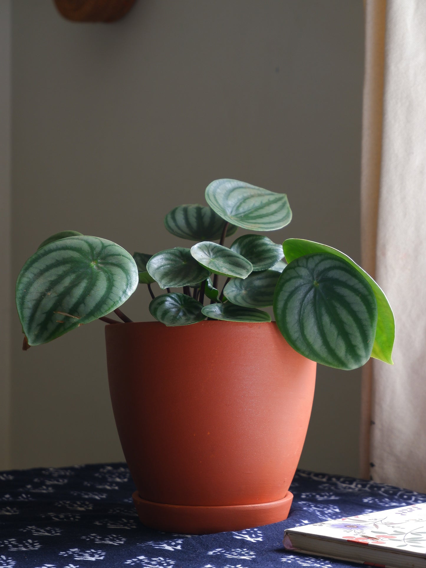 Shop online best 6 inch Terracotta Planters for indoor plants. Delivered all India
