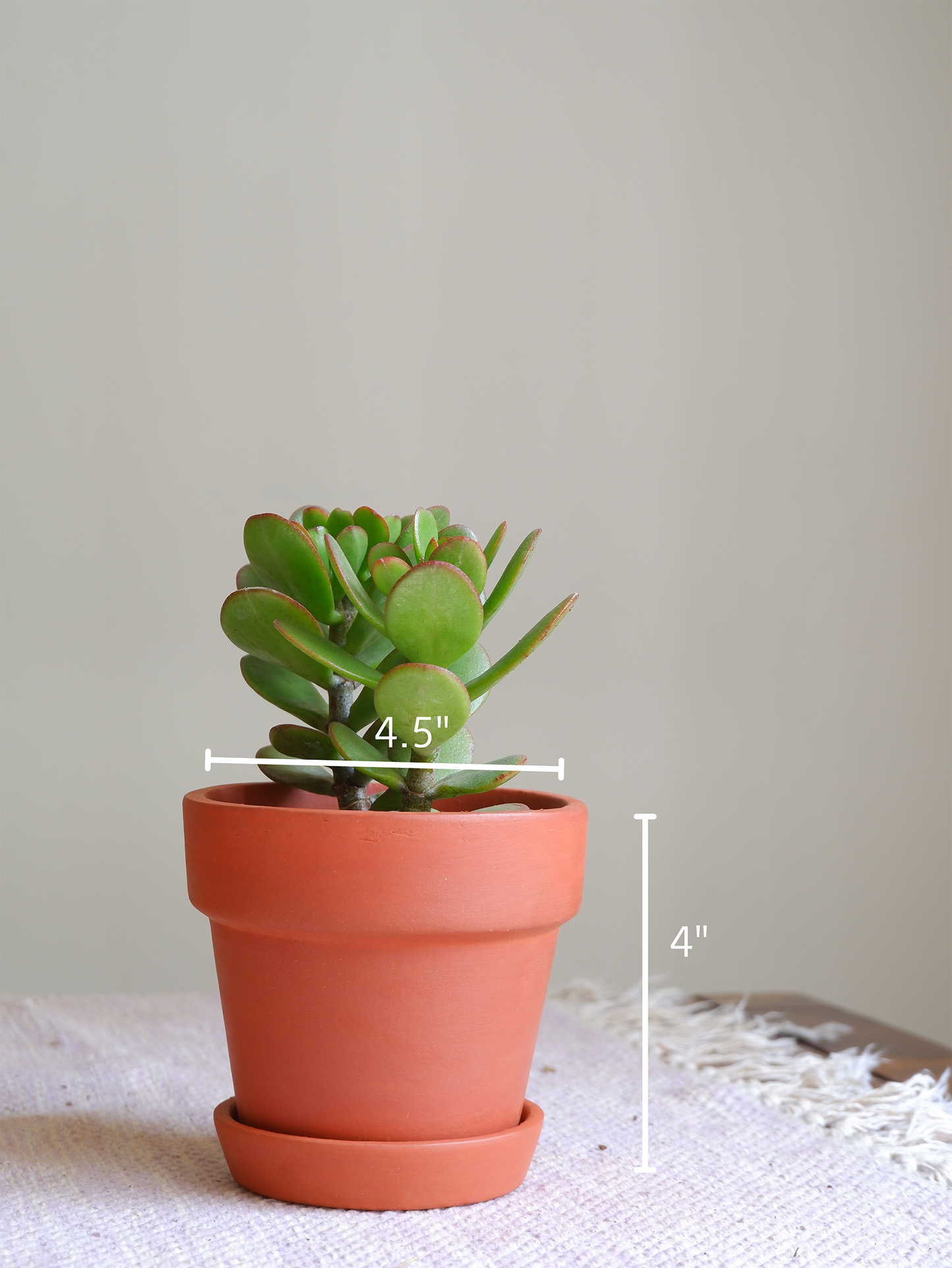 Birch Terracotta Planter 4.5"- set of 4