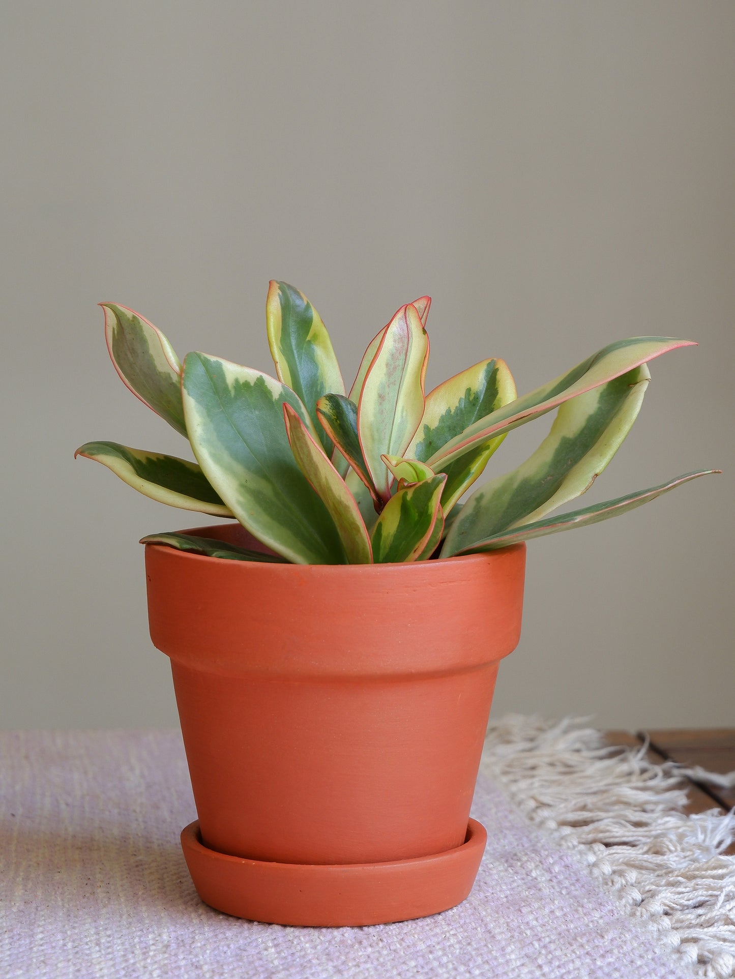 Birch Terracotta Planter 4.5"- set of 4