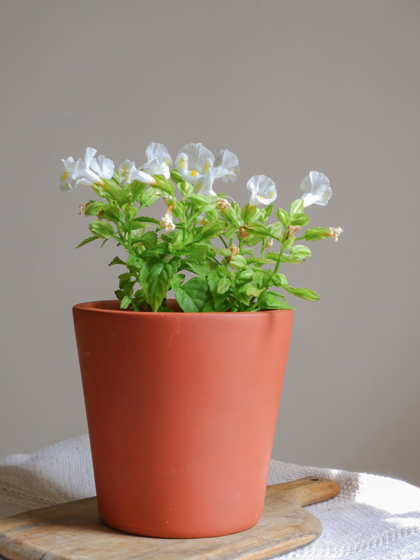 Truffle Terracotta Planter 6"- set of 3