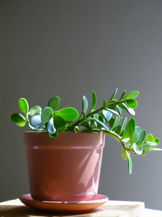 Carnation 4.5" Tulip Ceramic Planter Clearance Sale