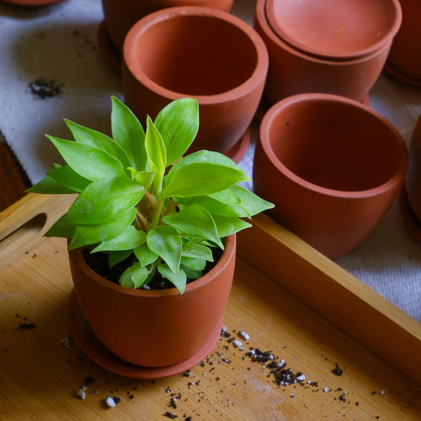 Dawn Terracotta Planter 3"-set of 3