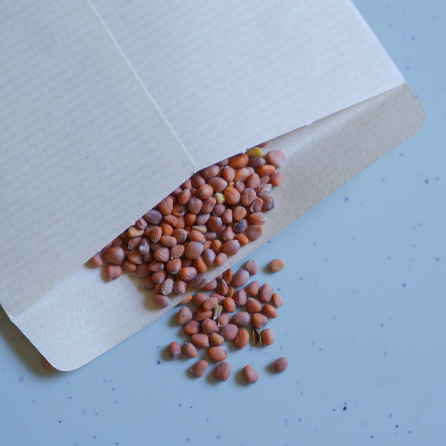Radish Microgreens Seed Packets- Return Gifts