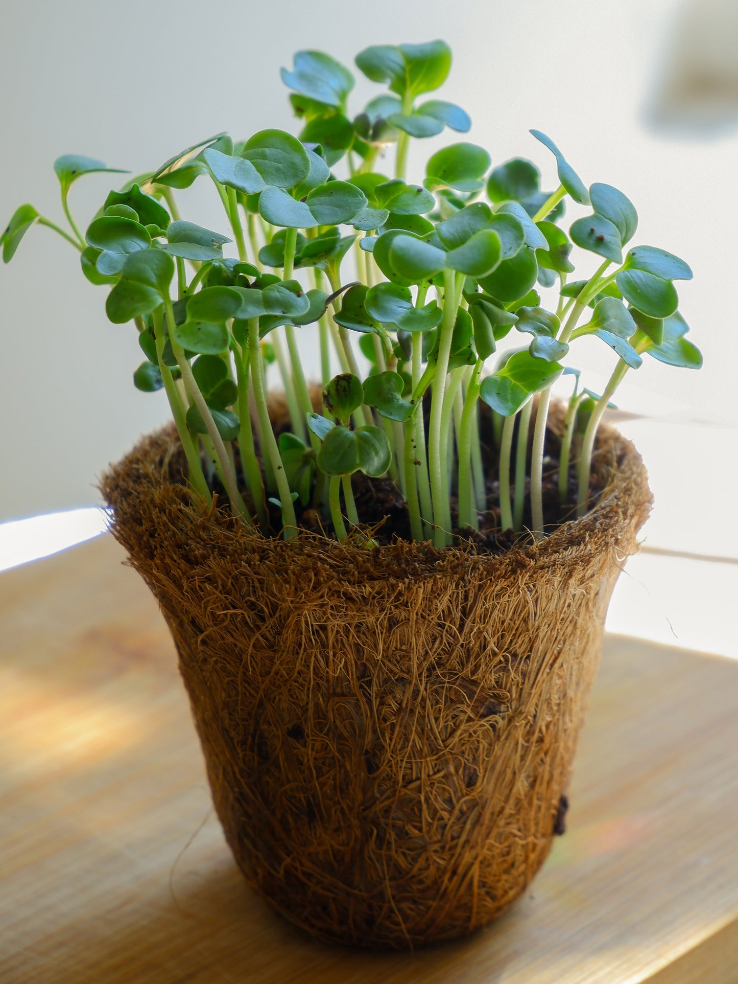 Radish Microgreens Seed Packets- Return Gifts