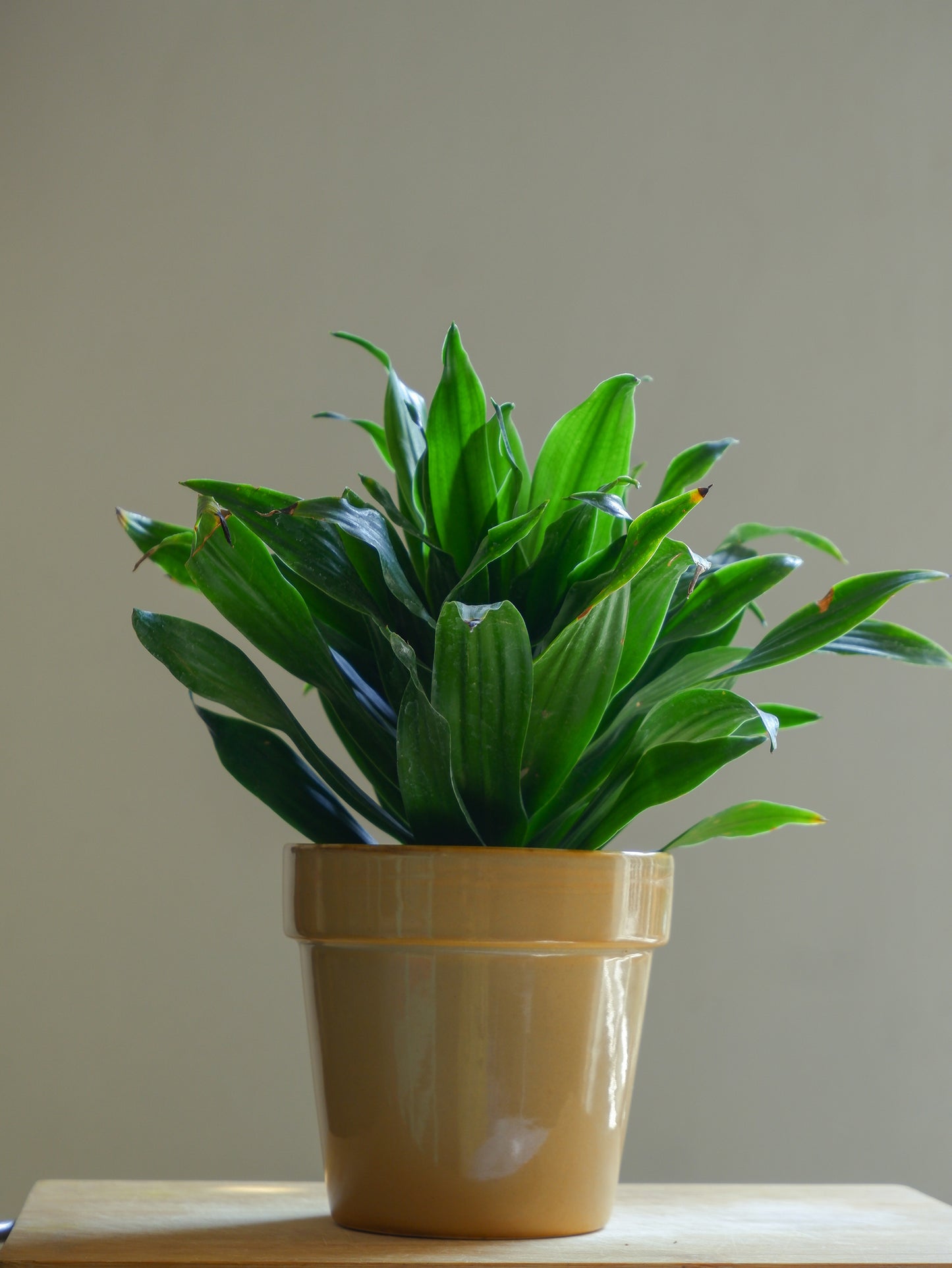 Sandal 4.5" Iris Ceramic Planter
