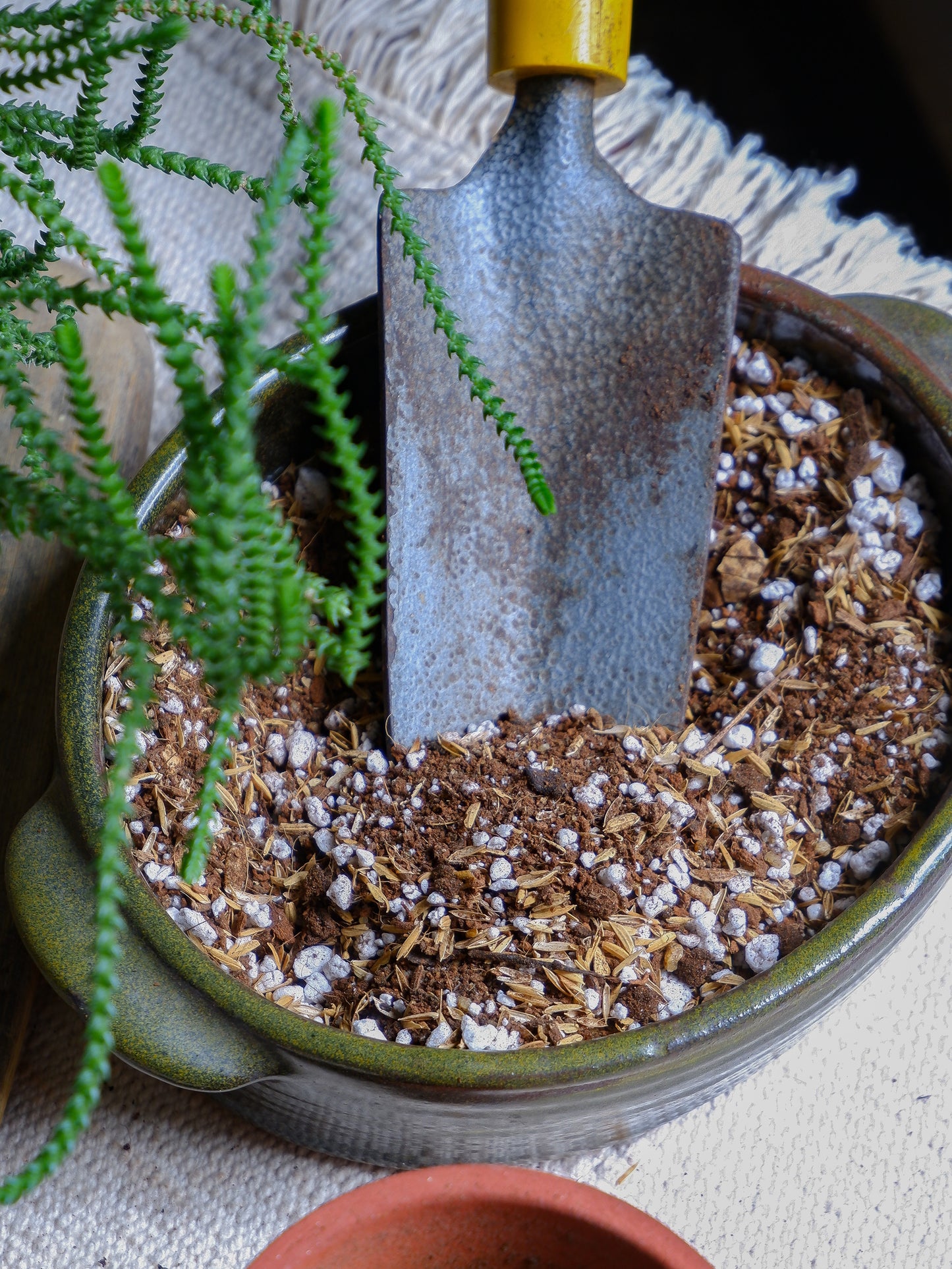Shop online our best succulent, Cactus Soil Mix for your cactus and succulents delivered all India.