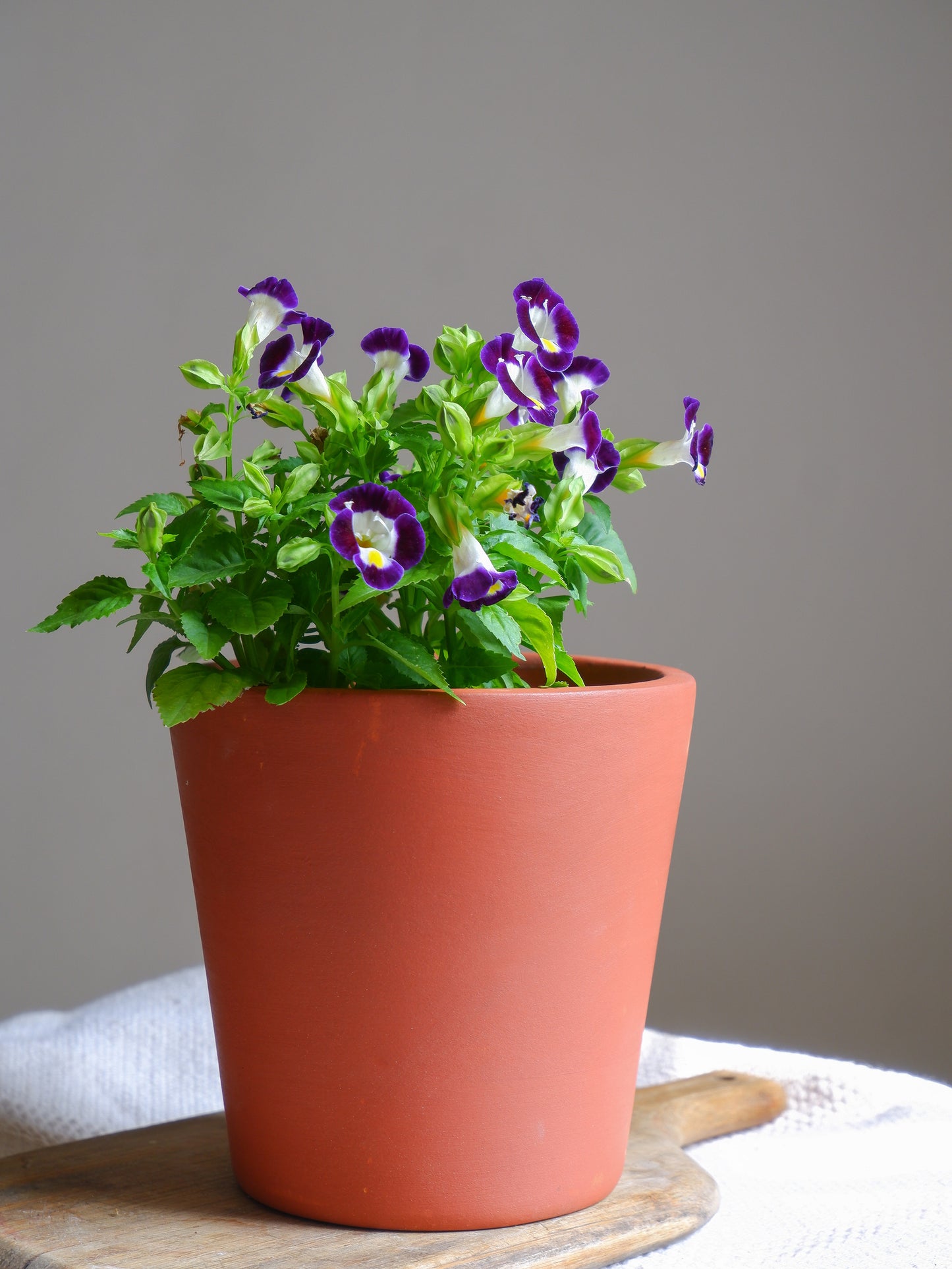 Truffle Terracotta Planter 6"- set of 3