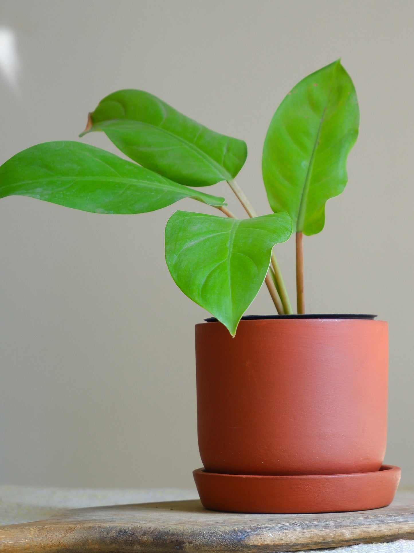 Almond Terracotta Planter 4.5"- set of 4