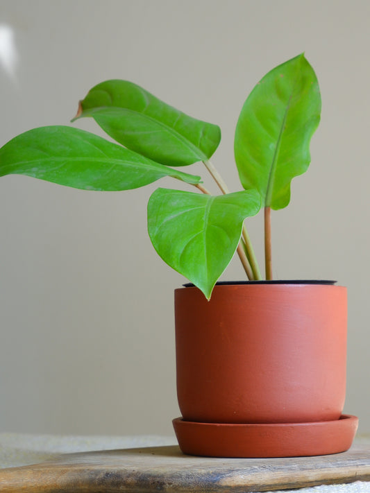 Almond Terracotta Planter 4.5"- set of 4 Seconds Sale