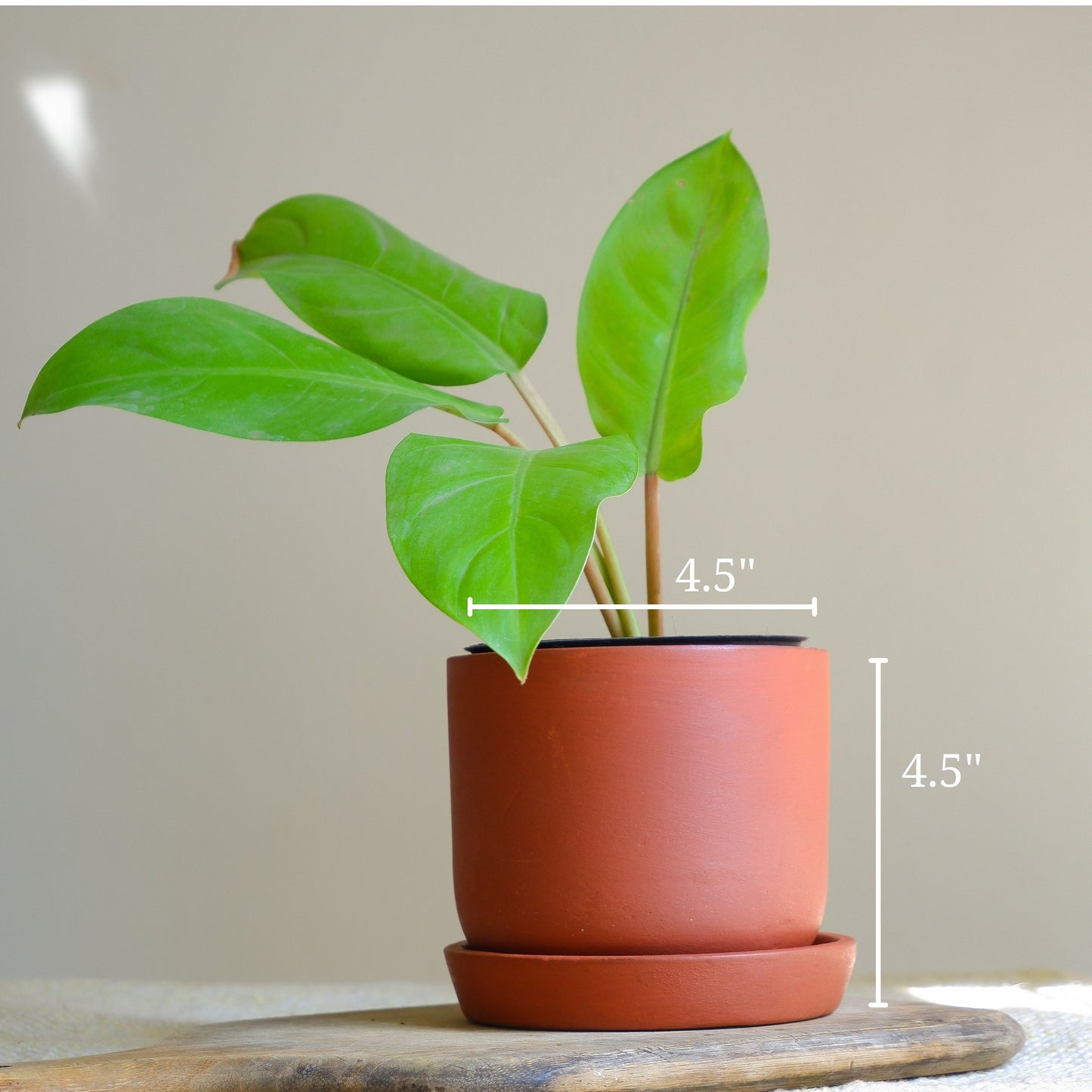 Almond Terracotta Planter 4.5"- set of 4