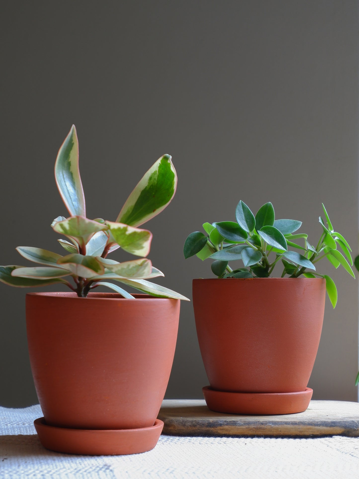 Premium quality Terracotta Clay Pots planters for small tabletop indoor plants, delivered All India