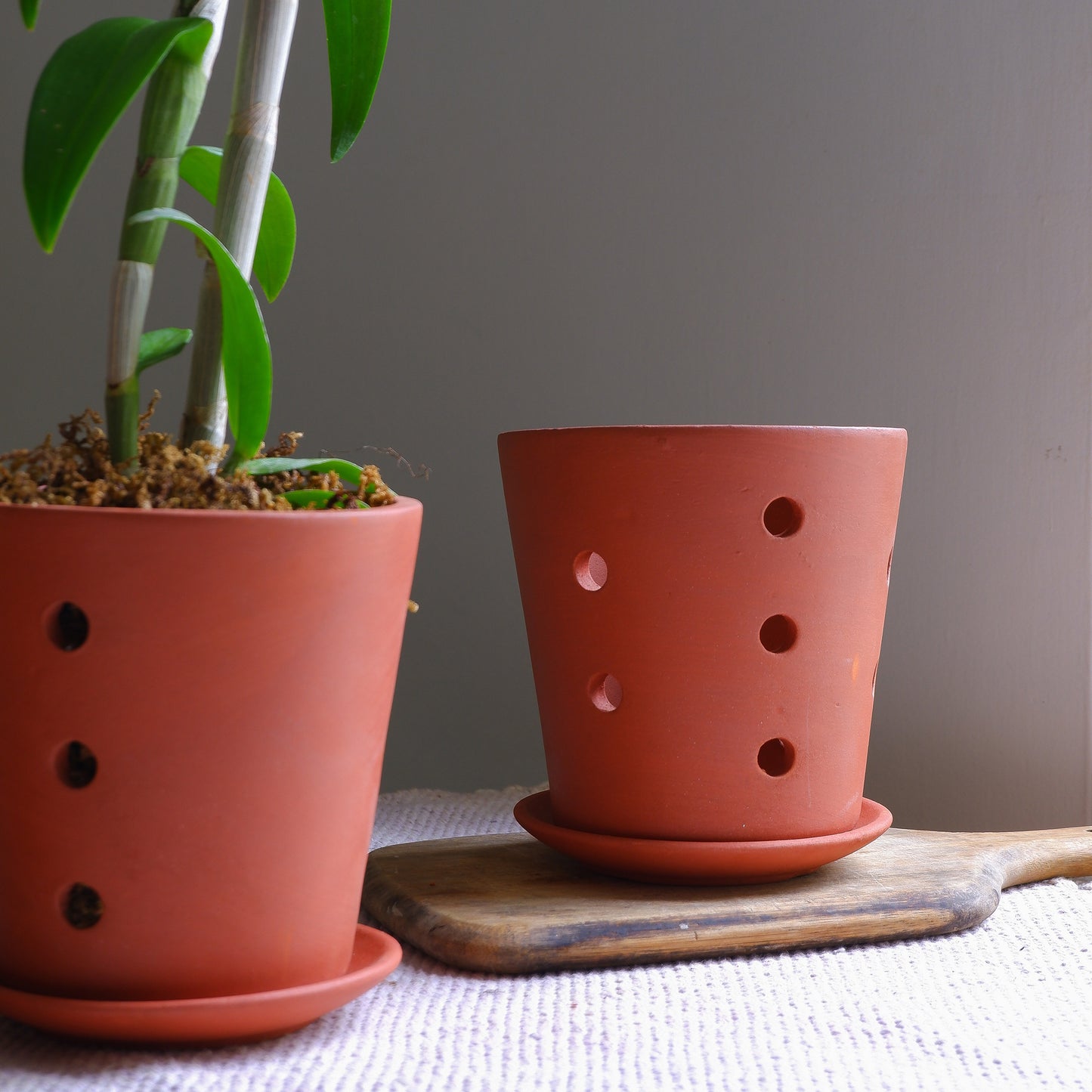 Truffle Orchid Planter- set of 3
