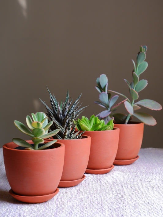 Small succulent terracotta pots delivered all India