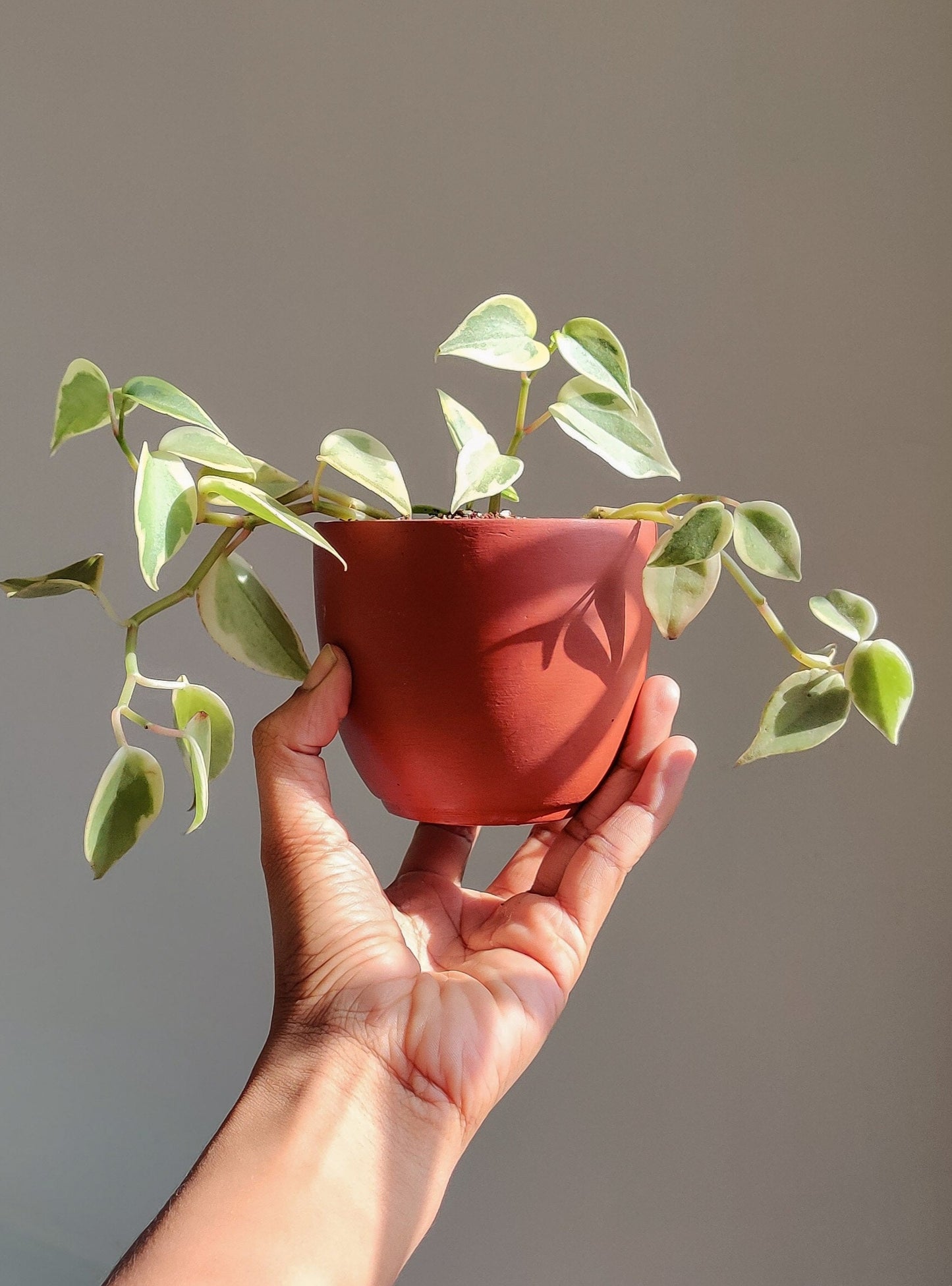 Small succulent terracotta pots and indoor plants delivered all India