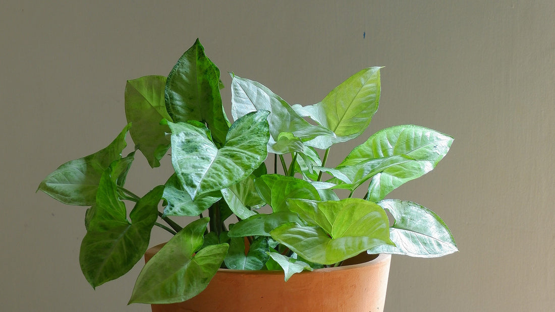 6 BASIC REASONS WHY YOUR HOUSEPLANT MIGHT BE STRUGGLING
