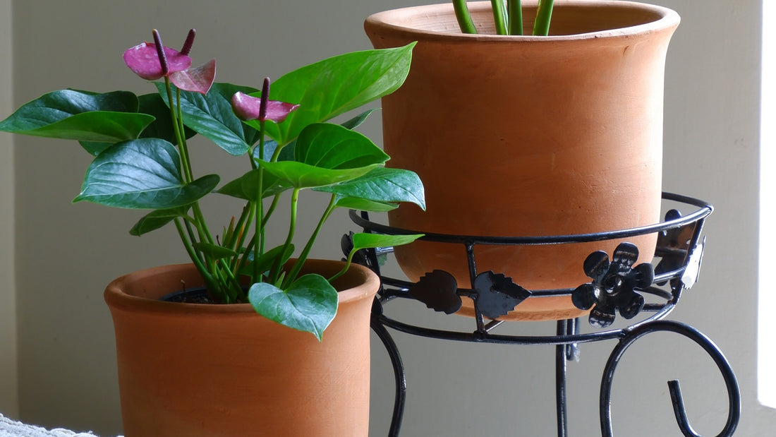 Read on tips to follow while repotting indoor plants