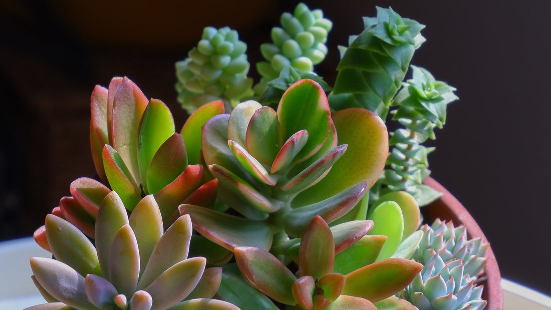 Tips to create colorful succulent arrangements
