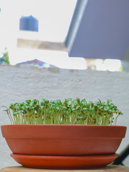 Bowl Terracotta Planter for Microgreens/Succulent Arrangements