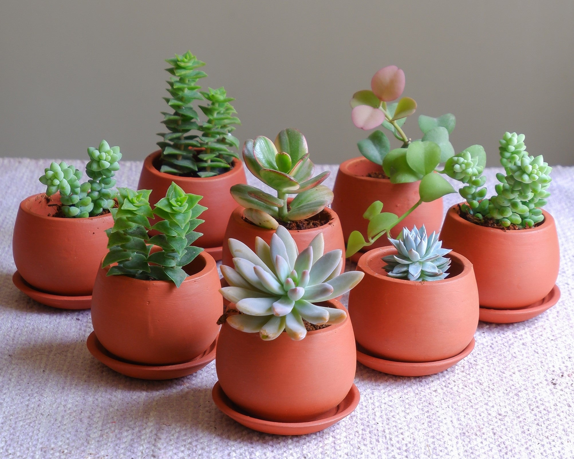 Indoor Plants for Return Gifts | Buy Now at Meenac Garden