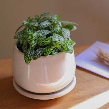 Pearl 3" Ivy Ceramic Planter