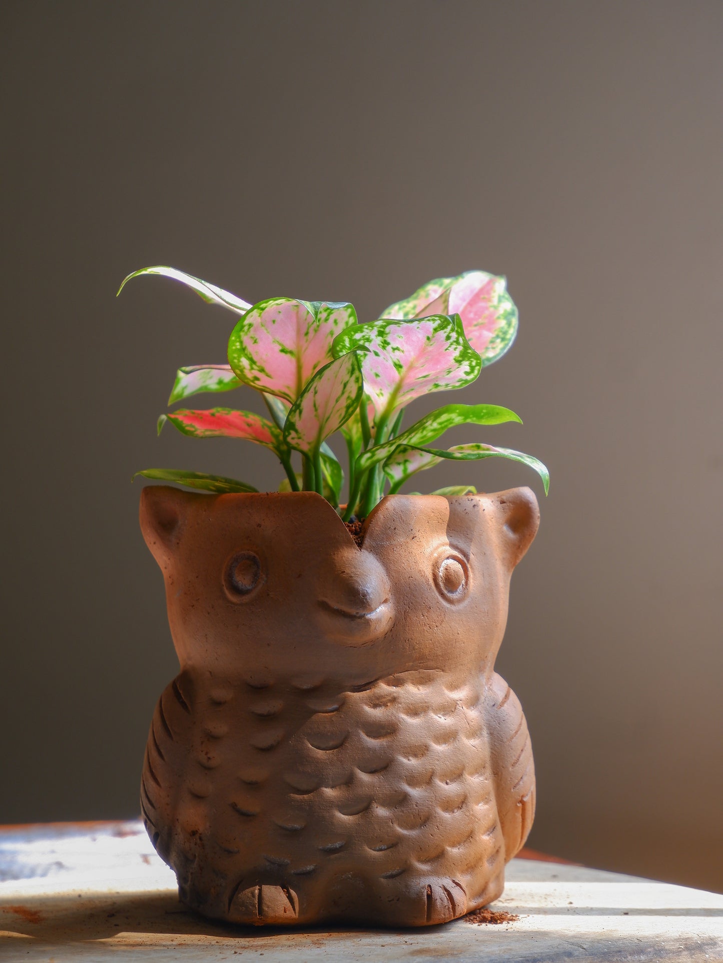 Hedwig Terracotta Planter