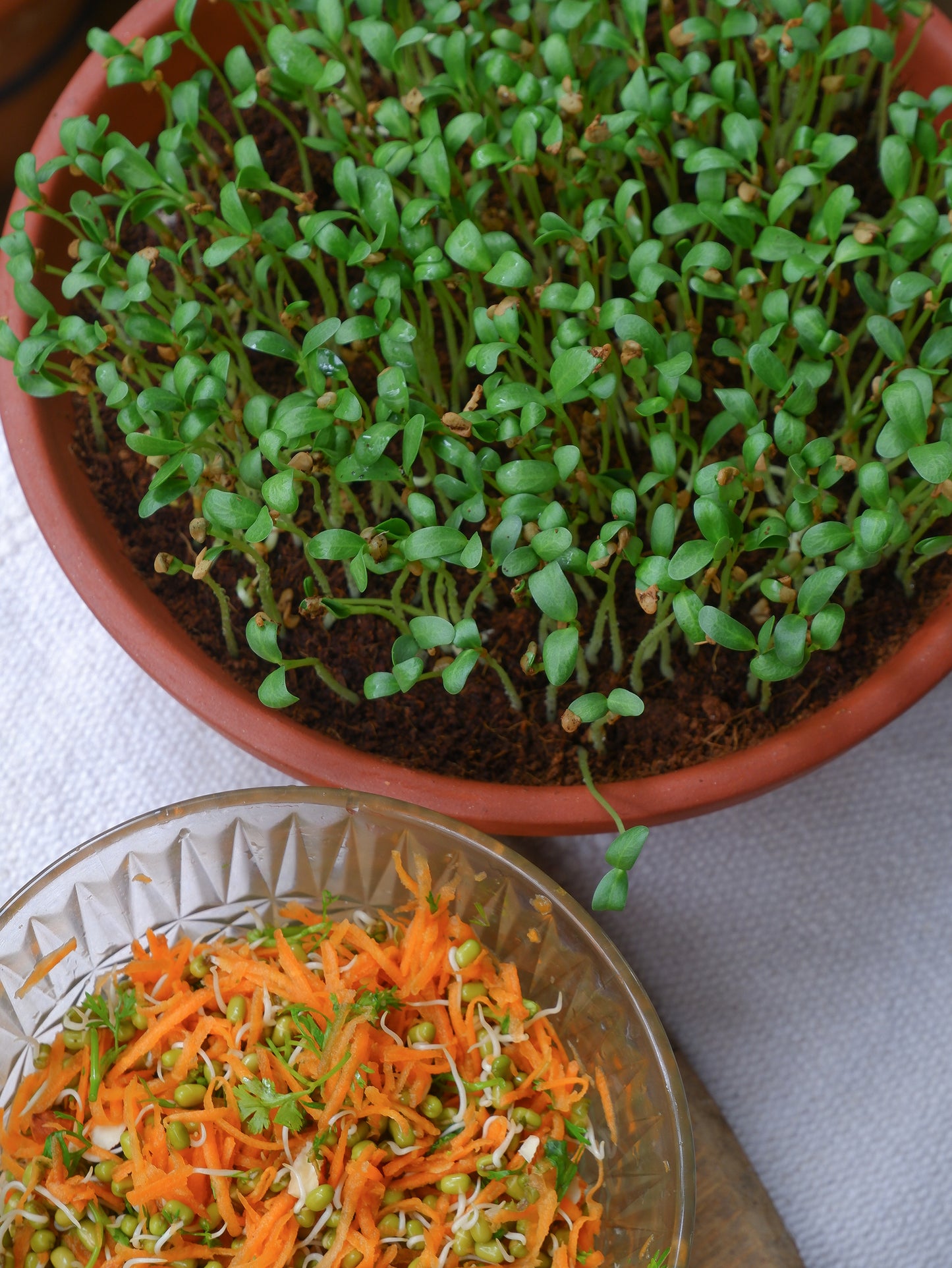 Bowl Terracotta Planter for Microgreens/Succulent Arrangements