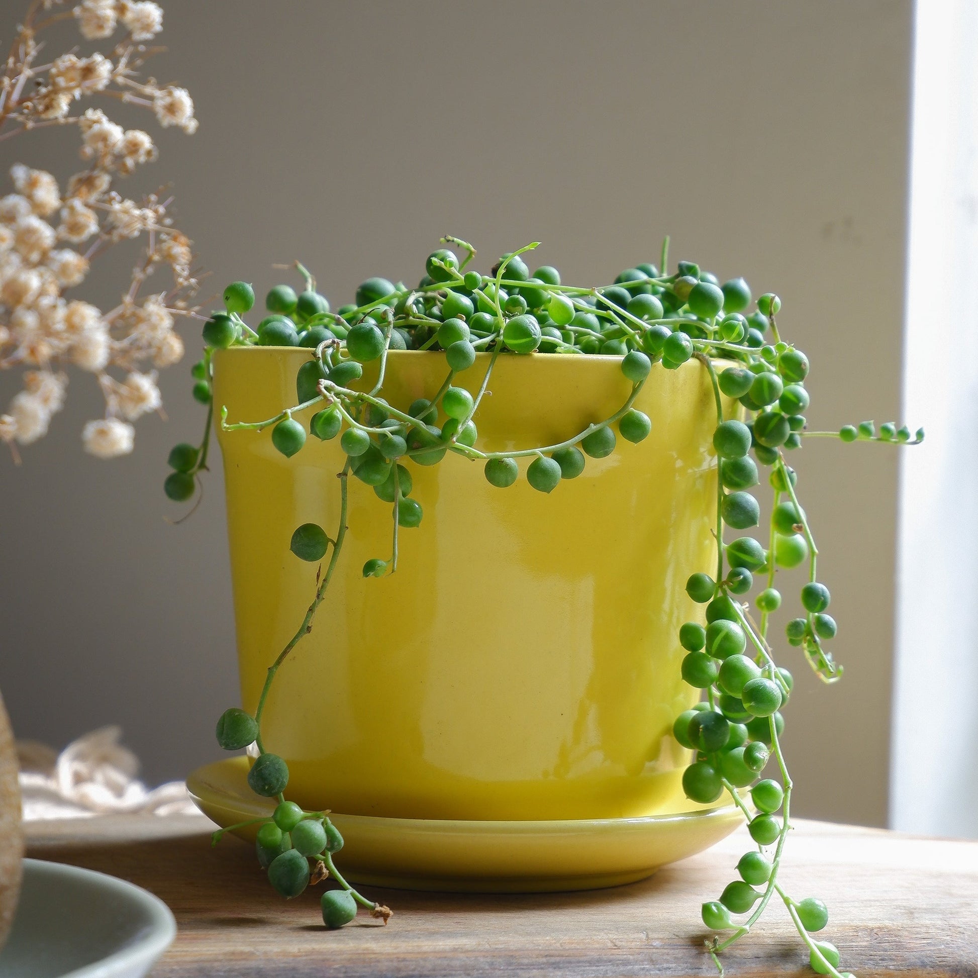 Prakrti Garden Boutique Lemon Yellow Tulip Ceramic Tabletop Pot for Succulents, Indoor plants, Home decor