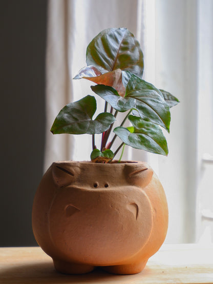 Gloria Terracotta Planter