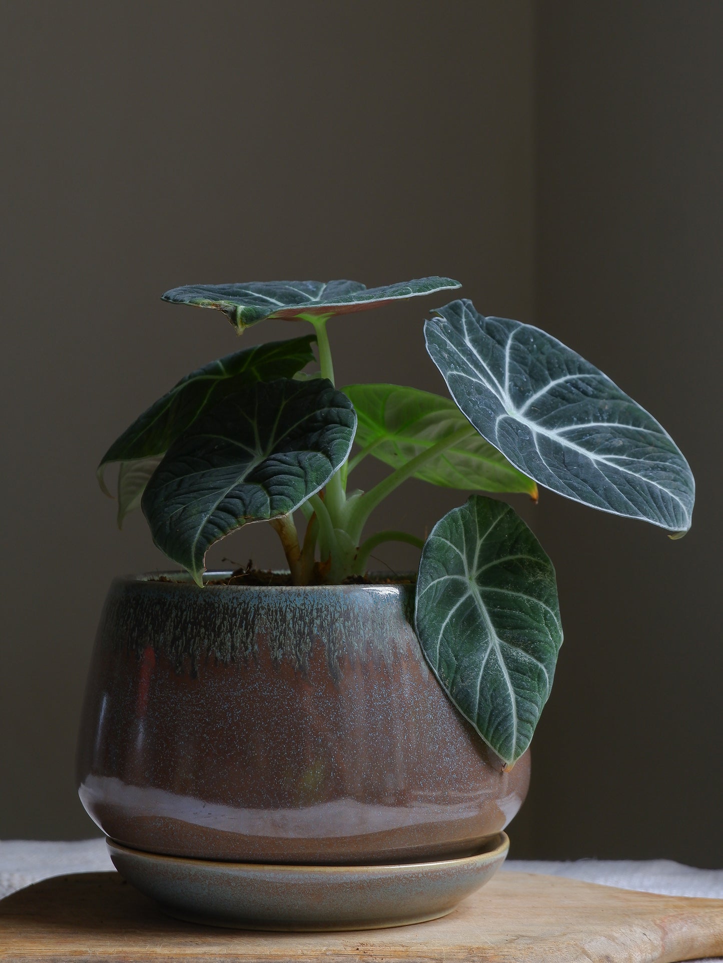 Rust Ivy Ceramic Planter