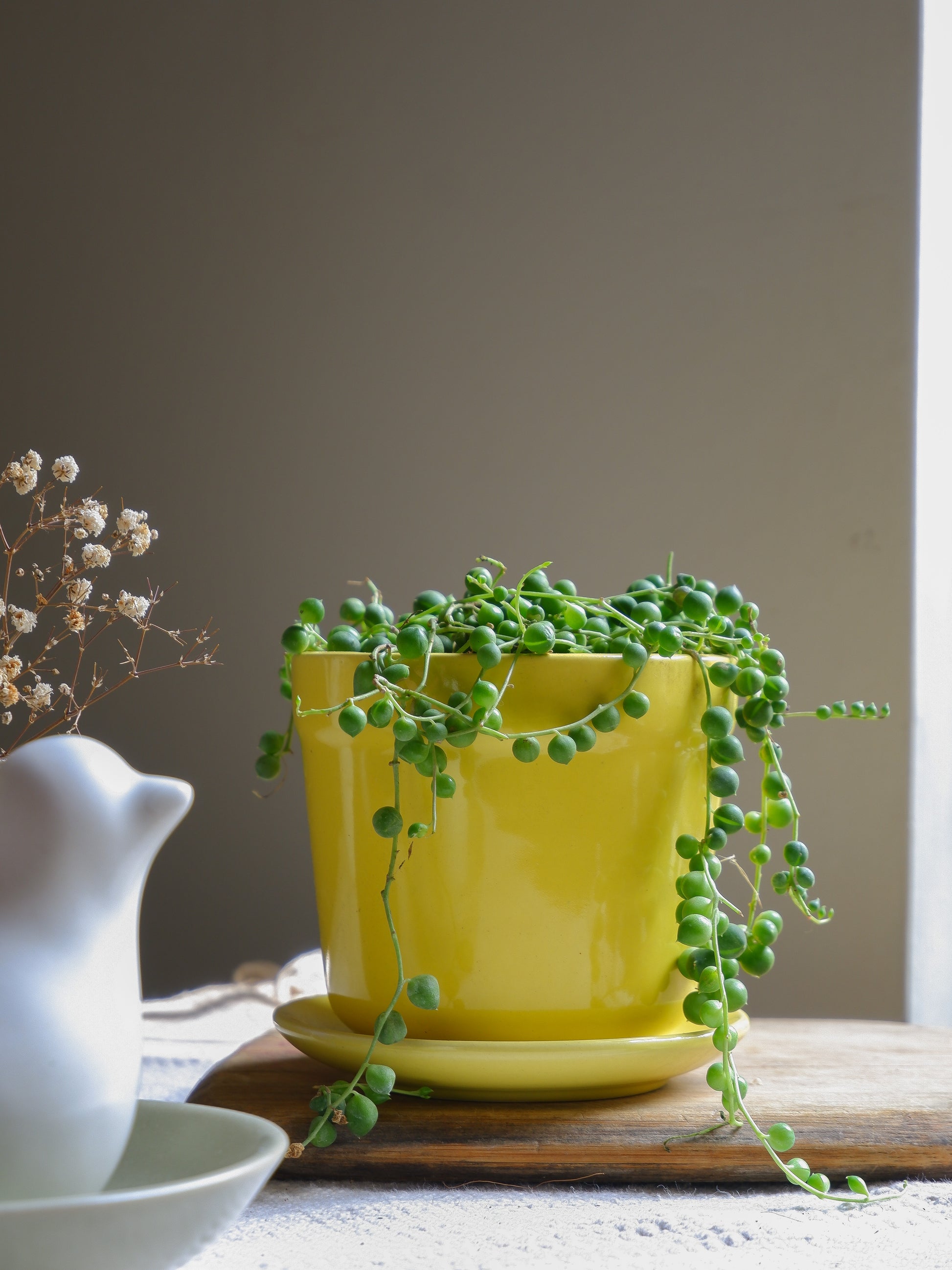 Prakrti Garden Boutique Lemon Yellow Tulip Ceramic Tabletop Pot for Succulents, Indoor plants, Home decor
