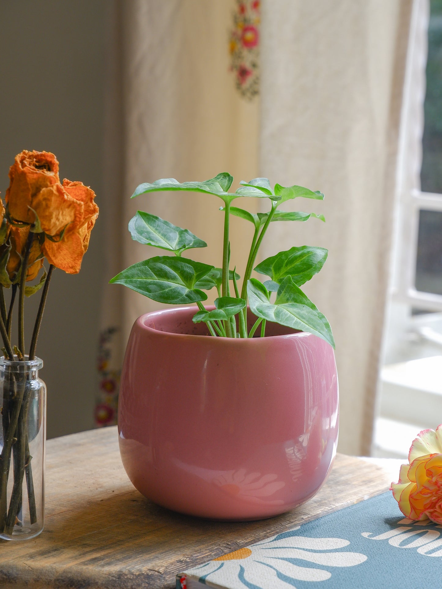 Blush 3" Ceramic Planter Set of 2