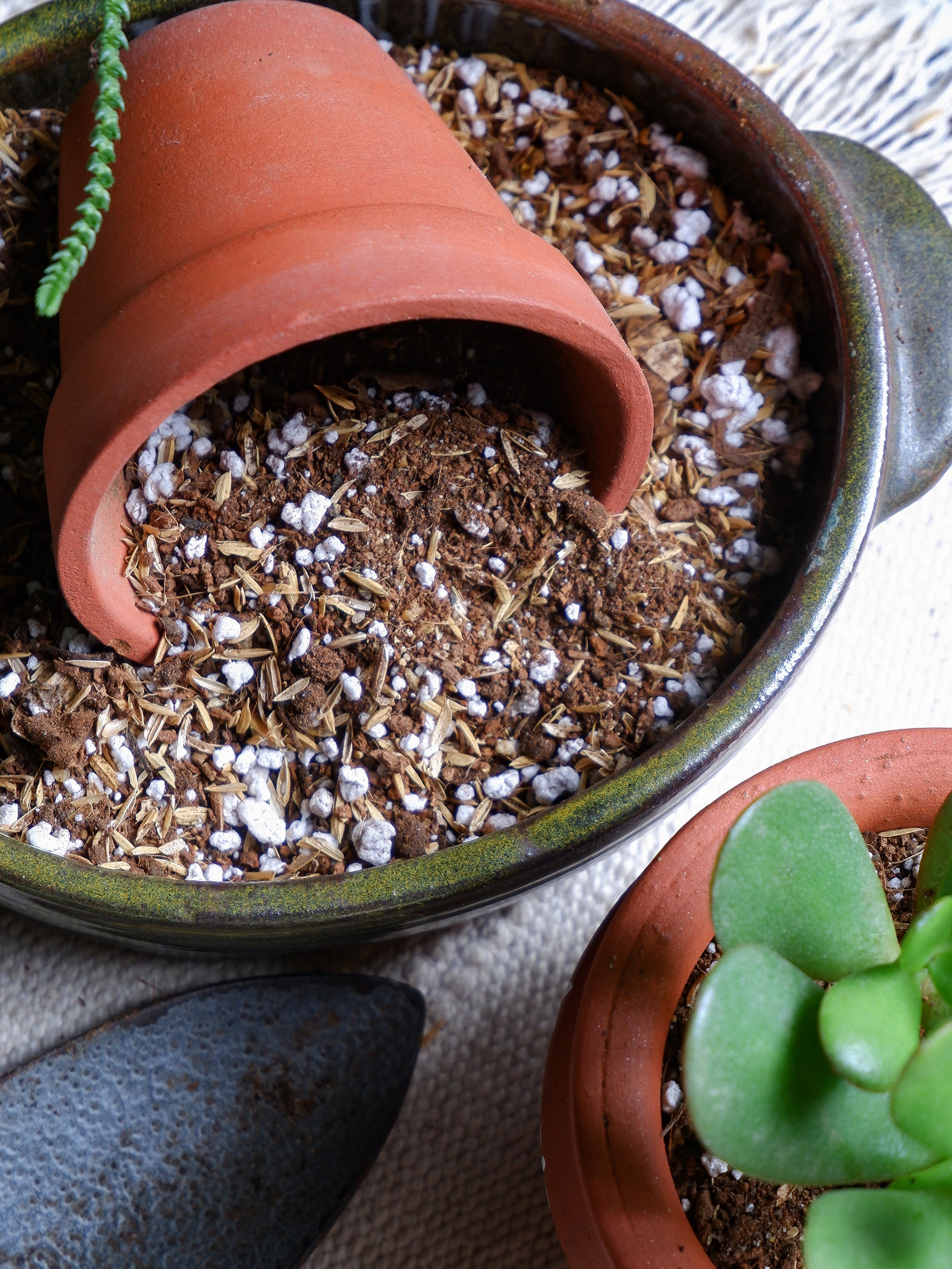 Shop online our best succulent, Cactus Soil Mix for your cactus and succulents delivered all India.