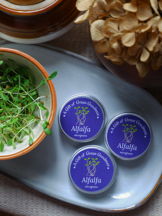 Alfalfa Microgreens Seed Tins- Return Gifts