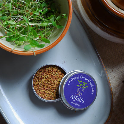 Alfalfa Microgreens Seed Tins- Return Gifts