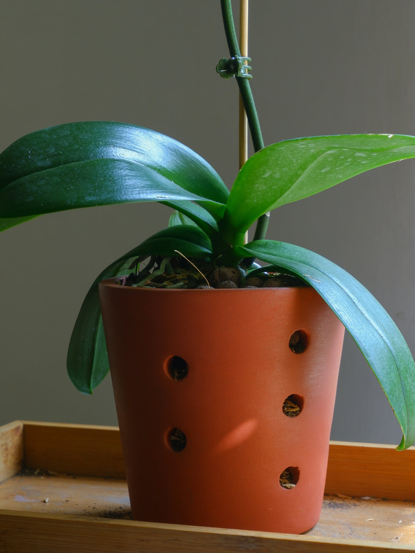 Truffle Orchid Planter- set of 3